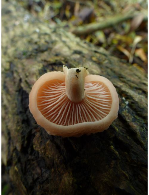 On elm in Laindon, UK.